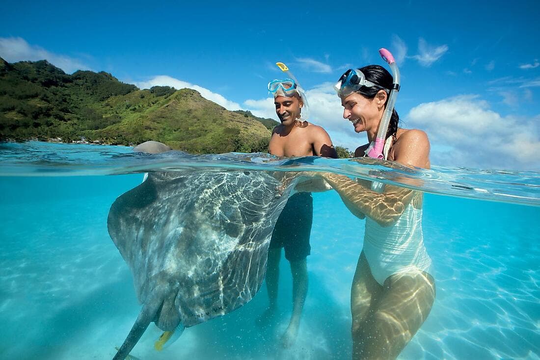 Sharks & stingrays encounter