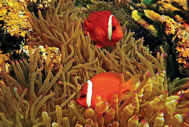 Coral garden drift snorkeling