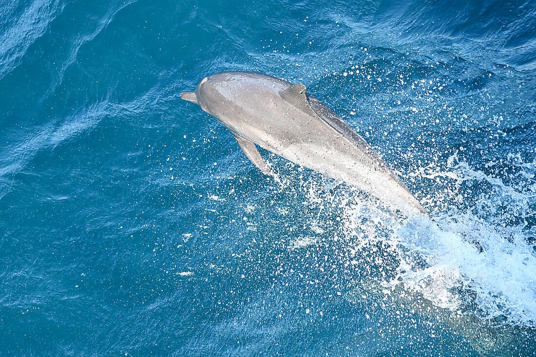 Whale watching with Manahau by boat
